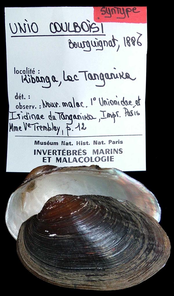 specimen