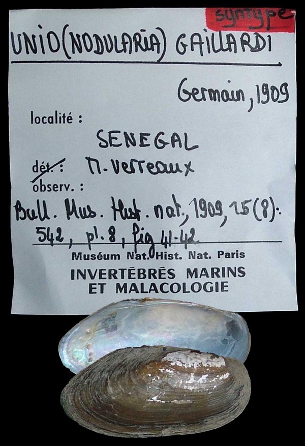 image of lot MNHN_MP_0045