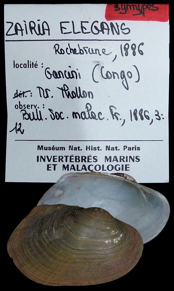 specimen