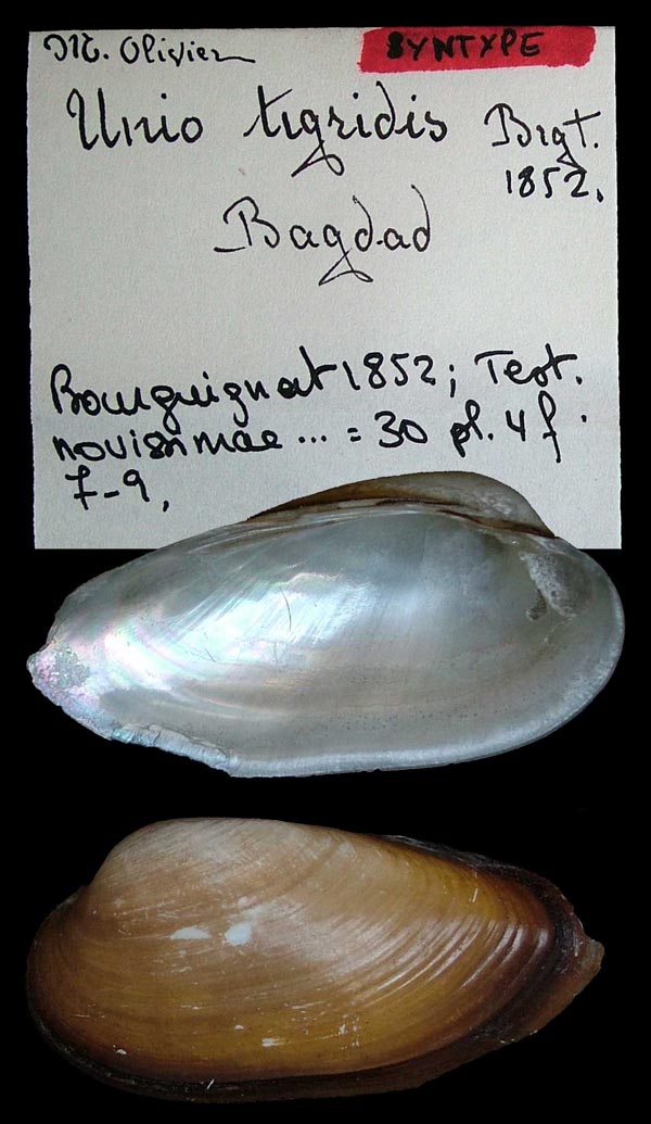 image of type lot image of type lot