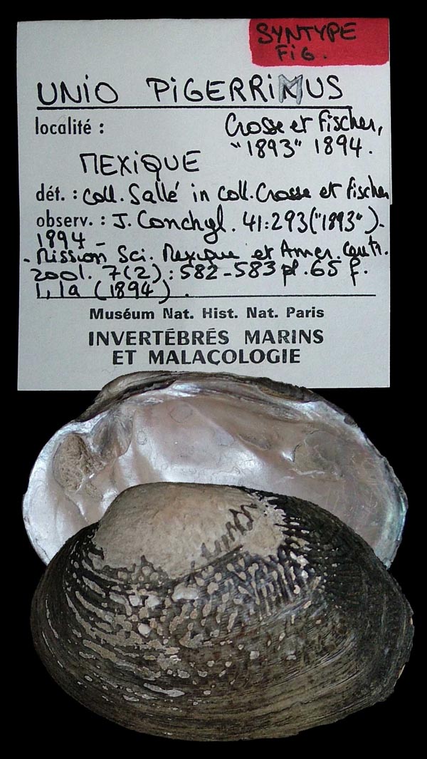 image of lot MNHN_IM-2000-1761