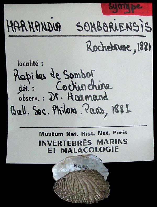 image of lot MNHN_IM-2000-1789