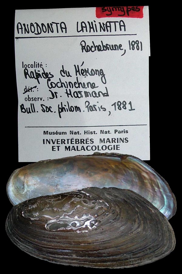 image of lot MNHN_MP_0142