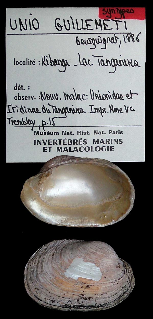 specimen