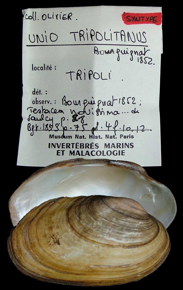 image of type lot image of type lot