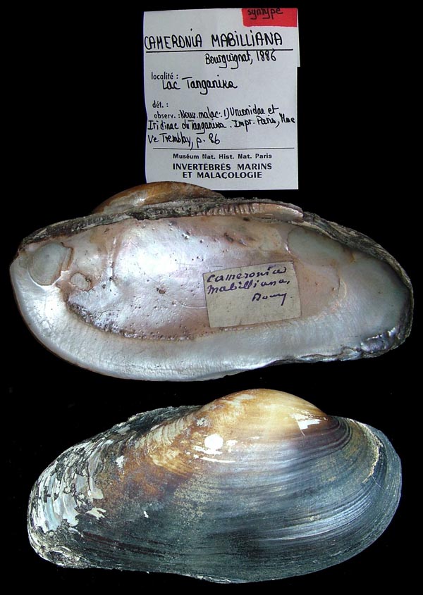 specimen