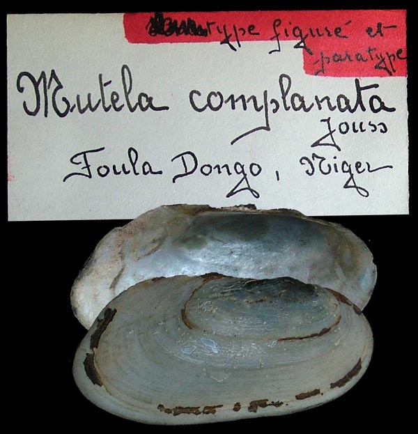 specimen