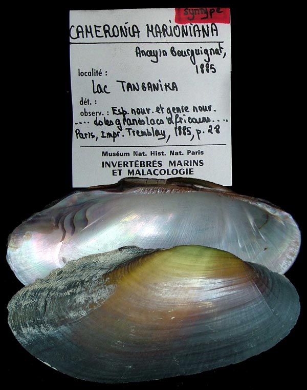 specimen