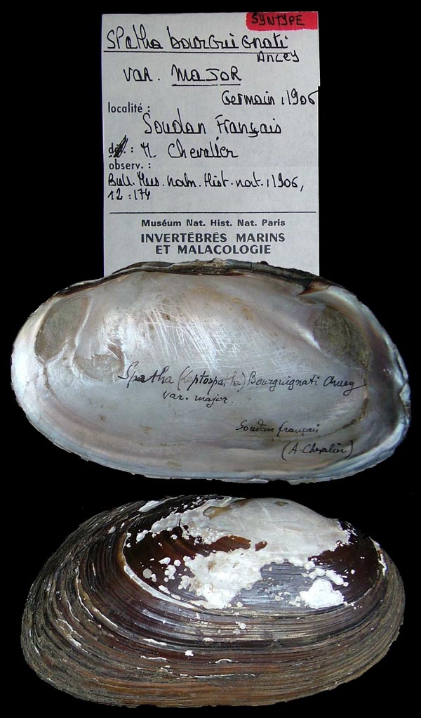 specimen