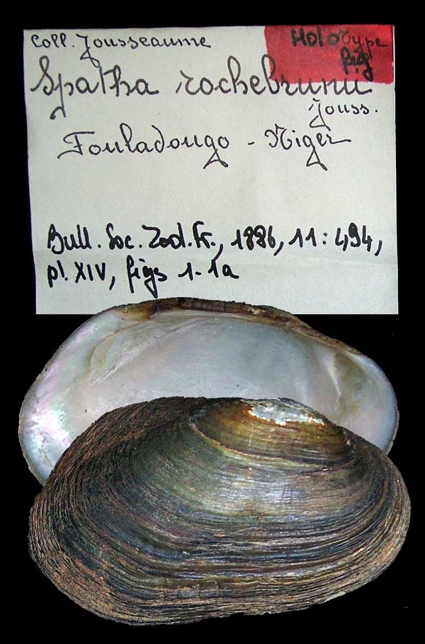 Decorative image of a representative of Aspatharia rochebrunei