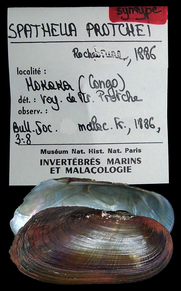 specimen