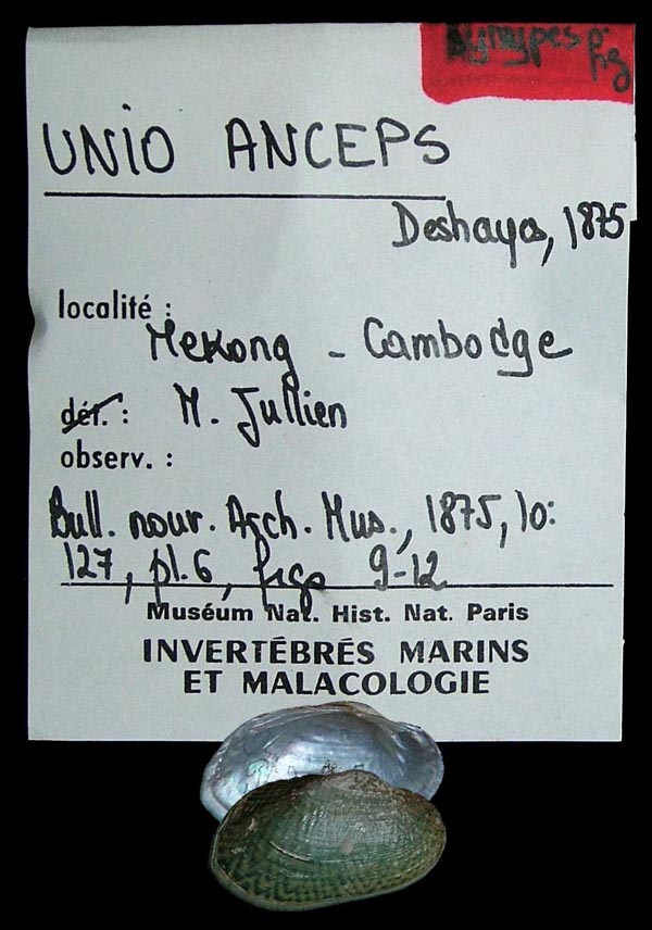 image of lot MNHN_IM-2000-1636