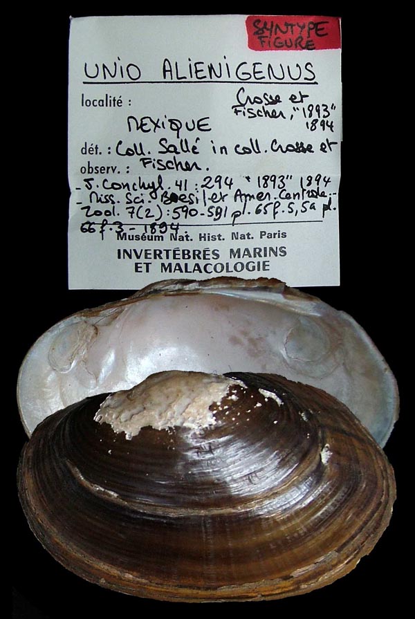 image of lot MNHN_IM-2000-1634