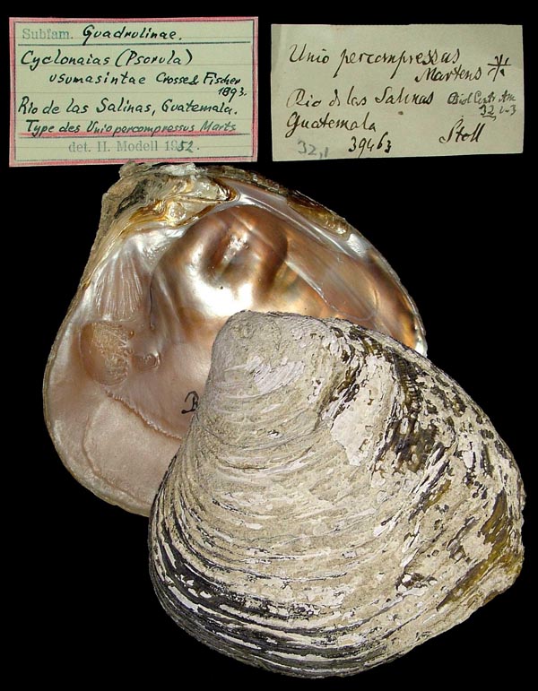 image of lot ZMB_39463