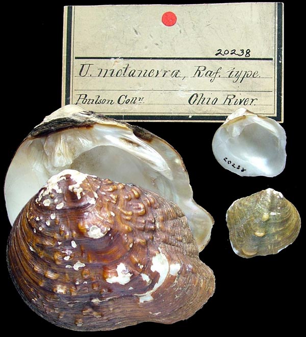 image of lot ANSP_20238