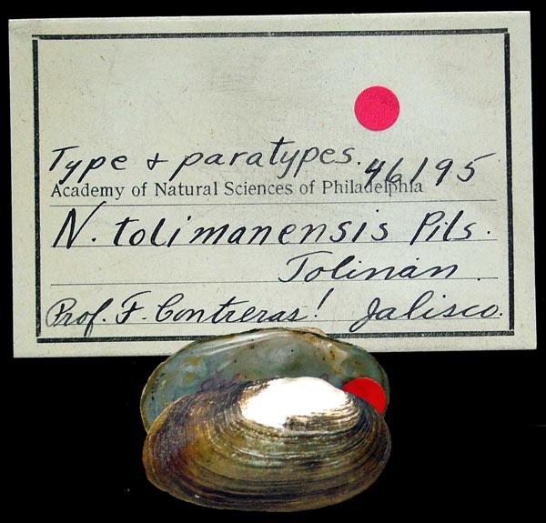 image of lot ANSP_46195