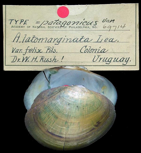 Decorative image of a representative of Anodontites ferrarisii