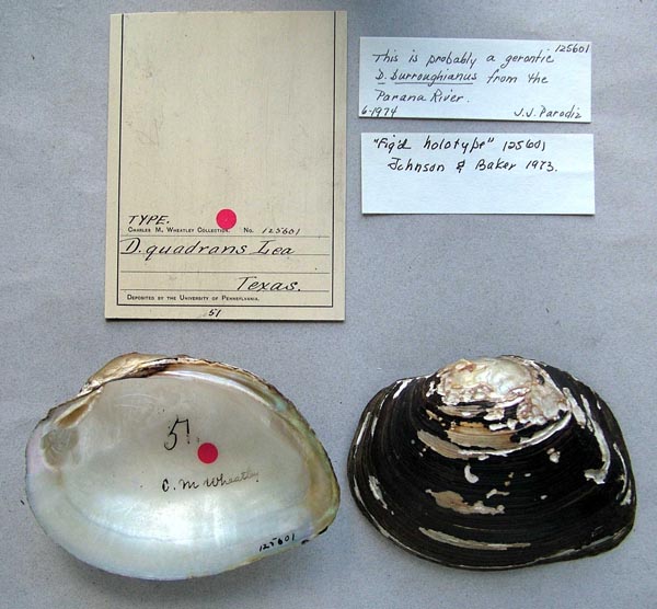 image of lot ANSP_125601