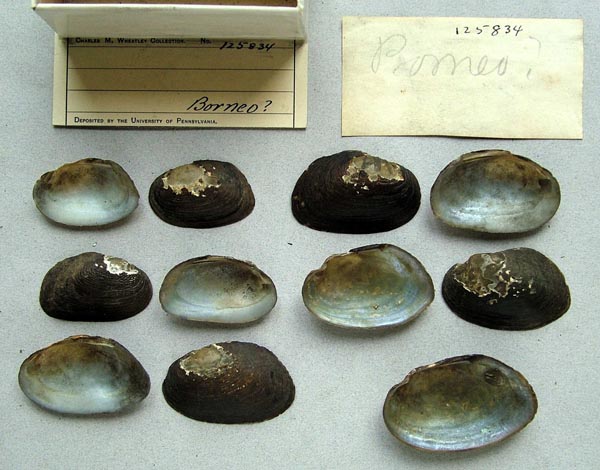 image of lot ANSP_125834