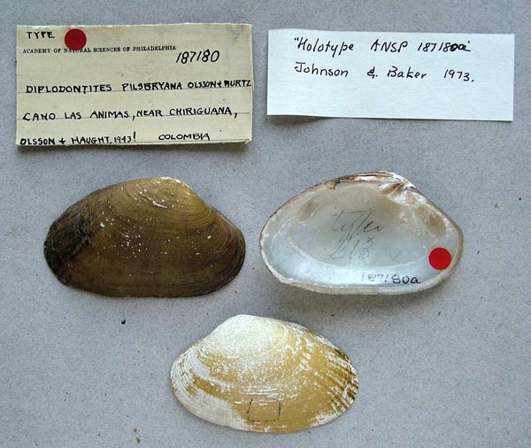 specimen