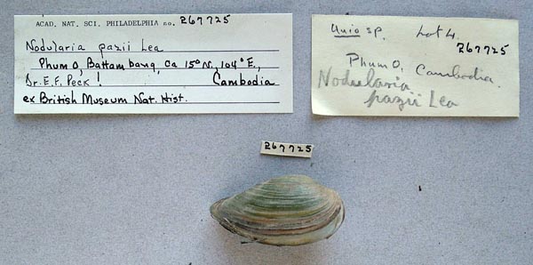 image of lot ANSP_267725