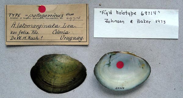 specimen