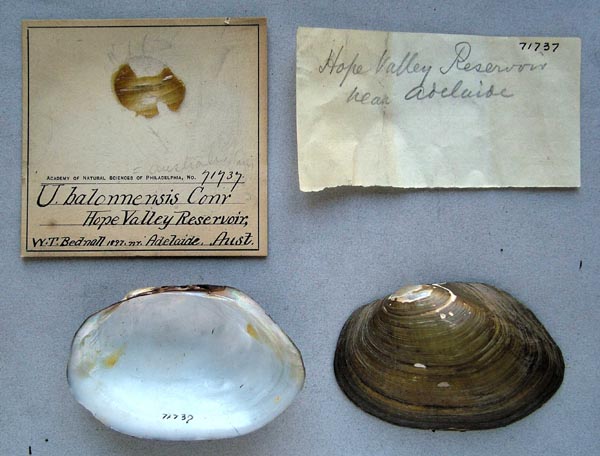 image of lot ANSP_71737