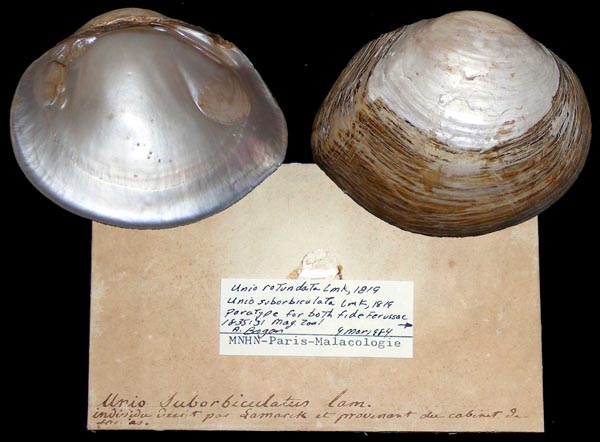 image of lot MNHN_MPL_0034