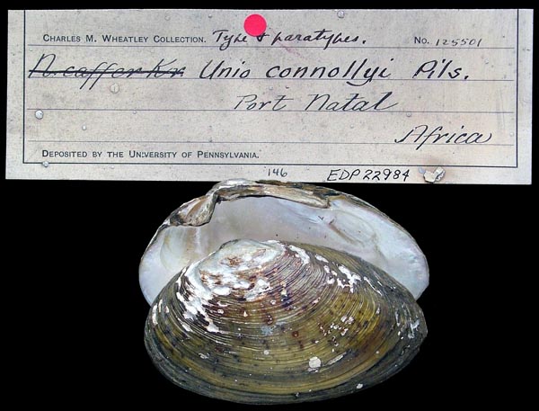 image of lot ANSP_125501A