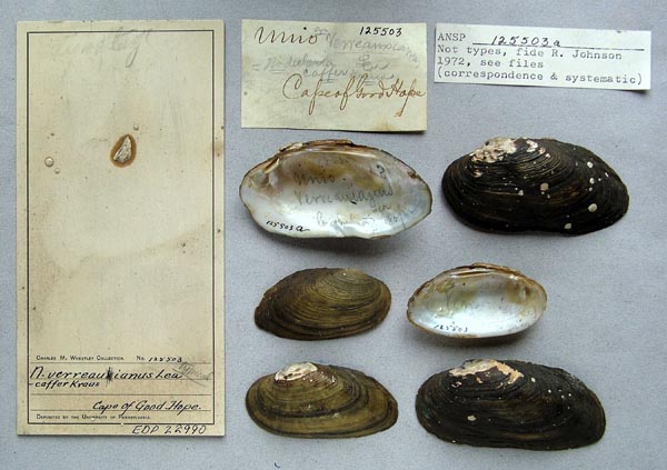 image of lot ANSP_125503