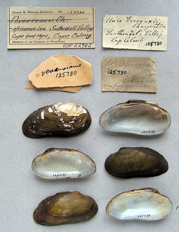 image of lot ANSP_125730