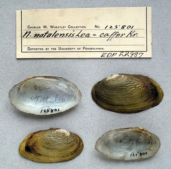 image of lot ANSP_125801