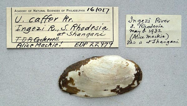 image of lot ANSP_161017