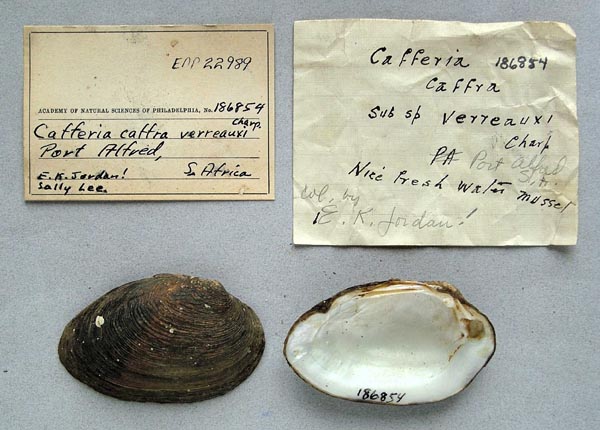 image of lot ANSP_186854