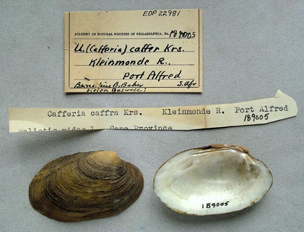 image of lot ANSP_189005