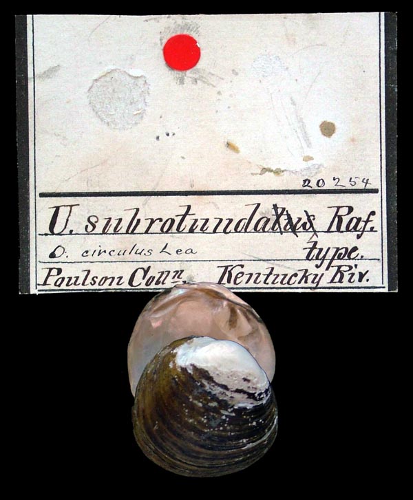 image of lot ANSP_20254