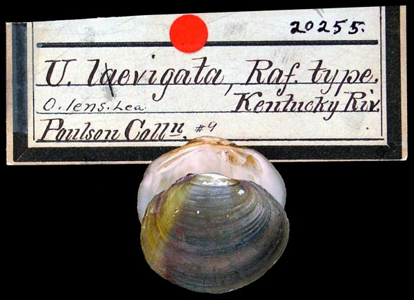 image of lot ANSP_20255