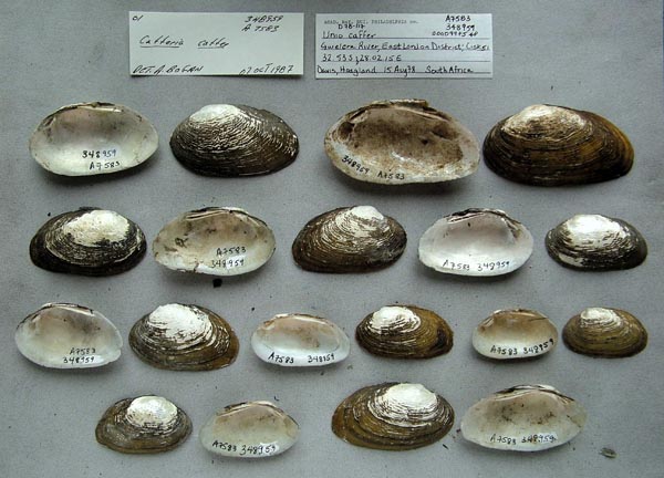 image of lot ANSP_48959