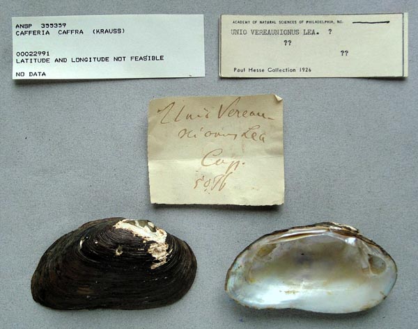 image of lot ANSP_355359