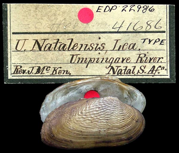 image of lot ANSP_41686