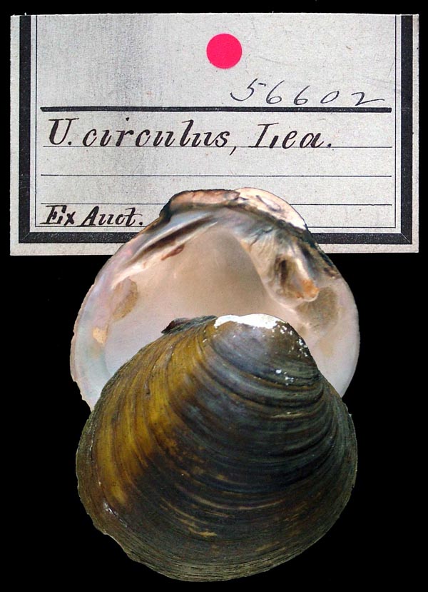 image of lot ANSP_56602