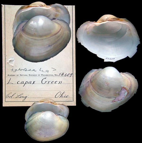 image of lot ANSP_56609