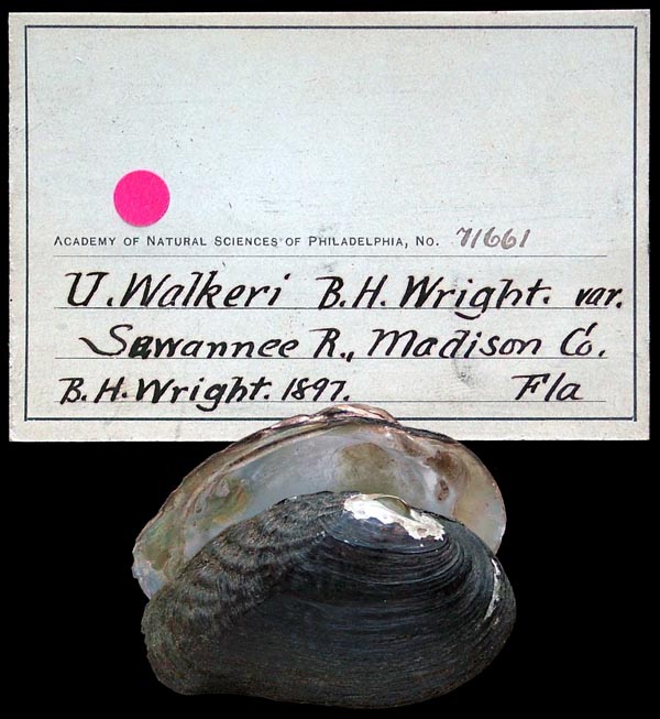 image of lot ANSP_71661