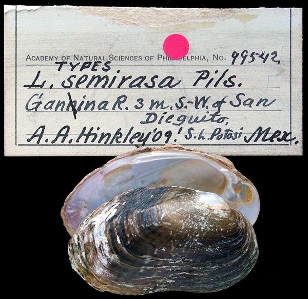 Decorative image of a representative of Popenaias semirasa