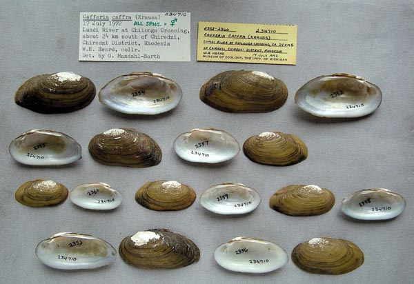 image of lot UMMZ_234710