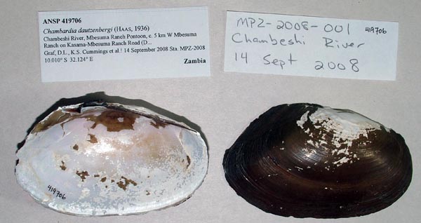 image of lot ANSP_419706