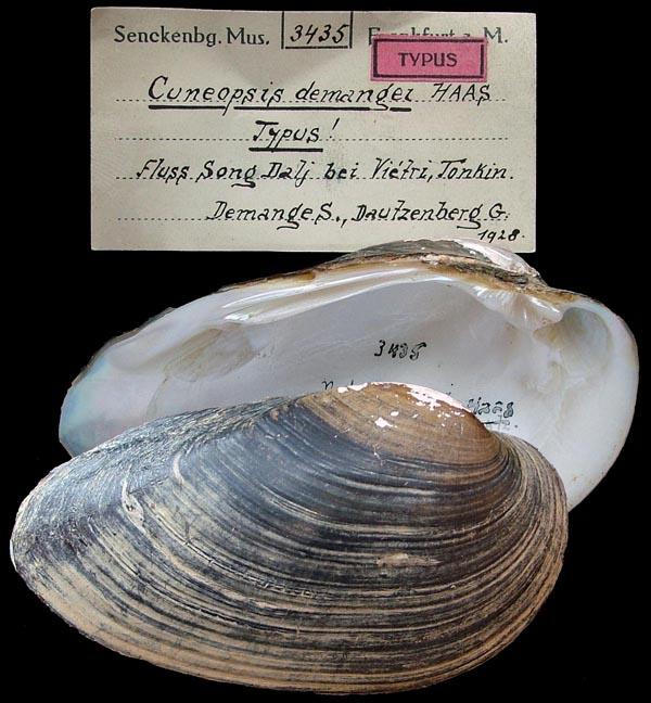 Decorative image of a representative of Cuneopsis demangei