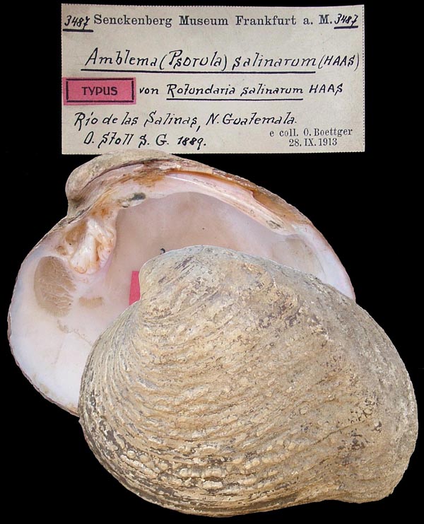 image of lot SMF_3487