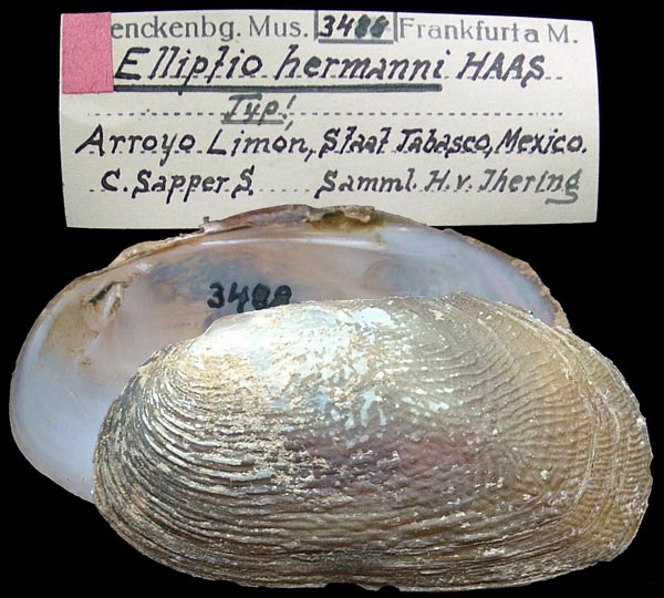 image of lot SMF_3488