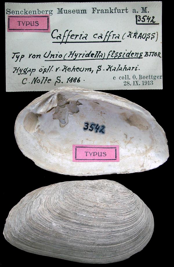 image of lot SMF_3442